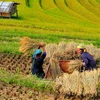 Tác phẩm "Mùa thu hoạch" của nhiếp ảnh gia Việt Văn. (Ảnh: TT&VH)