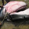 Con cá mập nặng gần 1 tấn mà ngư dân Phú Yên bắt được. (Nguồn: Internet)