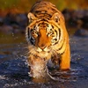 Hổ Bengal. (Ảnh minh họa. Nguồn: Internet)