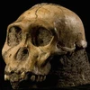 Hộp sọ hóa thạch của một loài sinh vật giống người, "Australopithecus sediba". (Nguồn: dailyexpress.co.uk)