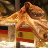 Chọn Tây Ban Nha, bạch tuộc Paul sẽ phải chết? (Nguồn: Getty Images)