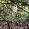 Cây cacao có nhiều thuận lợi để phát triển tại Bình Phước. (Ảnh minh họa: Internet)