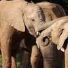 Loài voi sống ở cao nguyên Kenya. (Nguồn: allvoices.com)