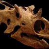 Bộ xương sọ của loài khủng long. (Ảnh minh họa. Nguồn: Internet)