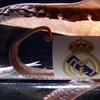 Bạch tuộc Iker lại chọn Real Madrid. (Nguồn: Reuters)