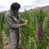 Cây Quinoa ở Bolivia. (Nguồn: Getty)