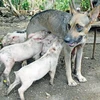 Chó mẹ Yeti trở thành bà mẹ bất đắc dĩ của bầy lợn con. (Nguồn: hurriyetdailynews.com)