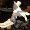 Chú mèo với gói đồ được cuốn chặt trên người.
