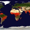 Bản đồ các đám cháy rừng và đốt rác thải nông nghiệp trên toàn cầu. (Nguồn: Global Fire Maps/NASA) 