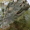 Hàng chục người bất lực nhìn cá sấu nuốt 1 thanh niên