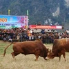 Lễ hội thi bò đẹp và chọi bò tại huyện Bảo Lâm (Cao Bằng). Ảnh: PV/Vietnam+.