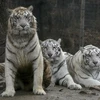 Hổ Trắng ở Everland - Công viên giải trí tại Yongin, Hàn Quốc. (Ảnh: EPA/TTXVN) 