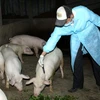 Tiêm thuốc phòng bệnh tai xanh ở lợn cho các hộ chăn nuôi ở thị trấn Thứa, huyện Lương Tài, tỉnh Bắc Ninh. (Ảnh: Trần Tuấn/TTXVN) 