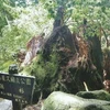 Cây tuyết tùng ở Yakushima, tỉnh Kagoshima, Nhật Bản, bị gãy đổ chiều 10/9. (Nguồn: Internet)