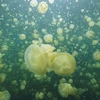 Đàn sứa lớn tại quốc đảo Palau, phía Nam Thái Bình Dương. (Nguồn: Internet)