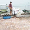 Một điểm nuôi cá diêu hồng trên sông Tiền, Đồng Tháp. (Nguồn: Internet) 