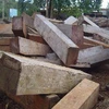 Toàn bộ số gỗ phát hiện cất giấu tại Tiểu khu 1027 khu vực biên giới xã Đắk Lao đã được đưa tập kết về Hạt Kiểm lâm huyện Đác Mil để điều tra, xử lý. (Nguồn: nhandan)
