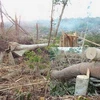 Nhiều dự án trồng rừng, trồng cao su… ở Đắk Lắk đang để mất rừng một cách tràn lan.