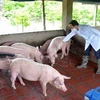Tiêm phòng vắcxin cho đàn lợn. (Ảnh: Quang Quyết/TTXVN)