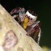 Loài nhện ăn thực vật đầu tiên trên thế giới. (Ảnh: sciencenews.org).