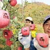 Nông dân thu hoạch táo vuông tại Chungju ngày 27/10, 10 ngày trước kỳ thi đại học quốc gia Hàn Quốc. (Ảnh: Yonhap/TTXVN) 