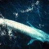 Một con cá heo xanh trưởng thành ở biển Thái Bình Dương. (Ảnh: en.wikipedia.org)