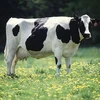 Giống bò Holstein là giống bò sữa có sản lượng cao nhất thế giới. (Ảnh: typicallyspanish.com)