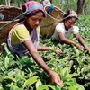 Những người phụ nữ thu hoạch lá chè ở Ấn Độ. (Ảnh: britannica.com)
