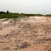 Đượng cát - nơi phát hiện dấu tích Văn hóa Hạ Long. (Ảnh: PGS.TS. Trình Năng Chung/Viện Khảo cổ)