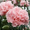 Cẩm chướng là một trong nhiều giống hoa cắt cành ở Đà Lạt có giá trị kinh tế cao. (Ảnh: Internet)