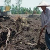 Một người nông dân ở Tân Phước đang phá bỏ tràm để chuẩn bị trồng lúa. (Ảnh: V. Tr)