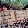 Hàng ngàn con vịt ở Campuchia đang "đối mặt" với bệnh lạ. (Ảnh: pfd.org)