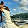 Diêm dân vùng Sa Huỳnh ở Quảng Ngãi thu hoạch muối. (Ảnh: Thanh Long/TTXVN) 