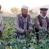 Cây thuốc phiện được trồng ở Afghanistan. (Ảnh minh họa: Internet)