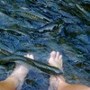 Cá pelian trên sông Moroli (Ảnh: Internet)