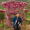 Cụ Zhang Yingrui thư thái bên chiếc ghế hoa dưới ánh nắng mùa xuân trong vườn nhà. (Ảnh: THX/TTXVN)