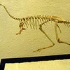 Bộ khung xương của khủng long Mononykus được khôi phục lại. Ảnh chỉ có tính chất minh họa. (Nguồn: Internet)