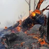 Cháy rừng ở phía tây bắc Sydney hồi tháng 11 năm ngoái. Ảnh minh họa. (Nguồn: AFP/TTXVN)