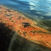 Dầu tràn trên mặt nước thuộc bờ biển ở Grand Isle, Louisiana ngày 14/6. (Nguồn: AFP/TTXVN)