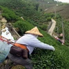 Một nông dân thu hái lá chè trên cánh đồng ở Ali, Đài Loan. (Nguồn:THX/TTXVN)