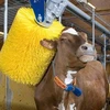 Một chú bò được tắm nhờ thiết bị của công ty DeLaval. (Nguồn: Internet)