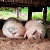 Lợn ở Campuchia. Ảnh minh họa. (Nguồn: Internet)