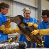 Làm sạch dầu bám trên chim bồ nông tại vùng biển Lousiana, do ảnh hưởng của thảm họa tràn dầu. (Nguồn: AFP/TTXVN)