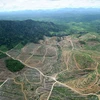 Một cánh rừng ở khu vực Tây Kalimantan của Indonesia bị phát quang để phục vụ cho mục đích trồng cọ lấy dầu. Ảnh minh họa. (Nguồn: AFP/TTXVN) 