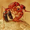 Loài kiến harpegnathos saltator. (Nguồn: Internet)