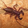 Một loài bọ cạp không đuôi thuộc nhánh Ambiypygi. (Ảnh minh họa: Internet)