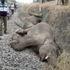 Xác của các chú voi bị đoàn tàu đâm phải. (Nguồn: Internet)