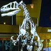 Bộ xương của loài khủng long Allosaurus. (Ảnh: Lê Bàng/Vietnam+)