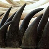 Sừng tê giác Nam Phi bị tịch thu. (Nguồn: Internet) 