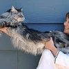 Bà Robin Henderson cùng chú mèo "kỷ lục" của mình. (Nguồn: AP)